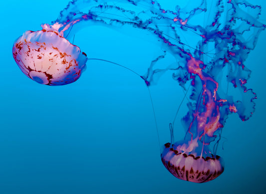 How Underwater Drones Work (And Why They’re So Cool)